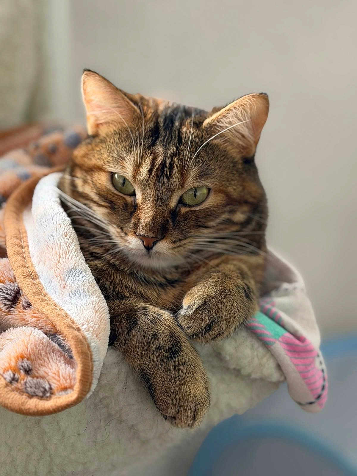 Nouna joined the competition — help win amazing prizes! cat, tabby_cat, pet, animal, fur, whiskers, blanket, cozy, relaxed, indoor, closeup, paws, sleepy, cute, feline, soft, resting, comfort, home, portrait