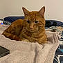 Izy participe au concours pour gagner de l'argent avec cette photo : cat, ginger_cat, pet, animal, feline, bed, blanket, indoor, resting, relaxed, whiskers, ears, fur, phone, headphones, soft_texture, home, cozy, sleepy, domestic