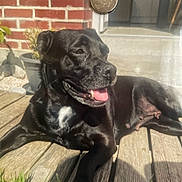Izy participe au concours pour gagner de l'argent avec cette photo : dog, black_dog, pet, outdoor, sunlight, wooden_deck, brick_wall, plant_pot, happy, tongue_out, relaxed, animal, canine, summer, daylight, domestic_animal, fur, mammal, resting, nature