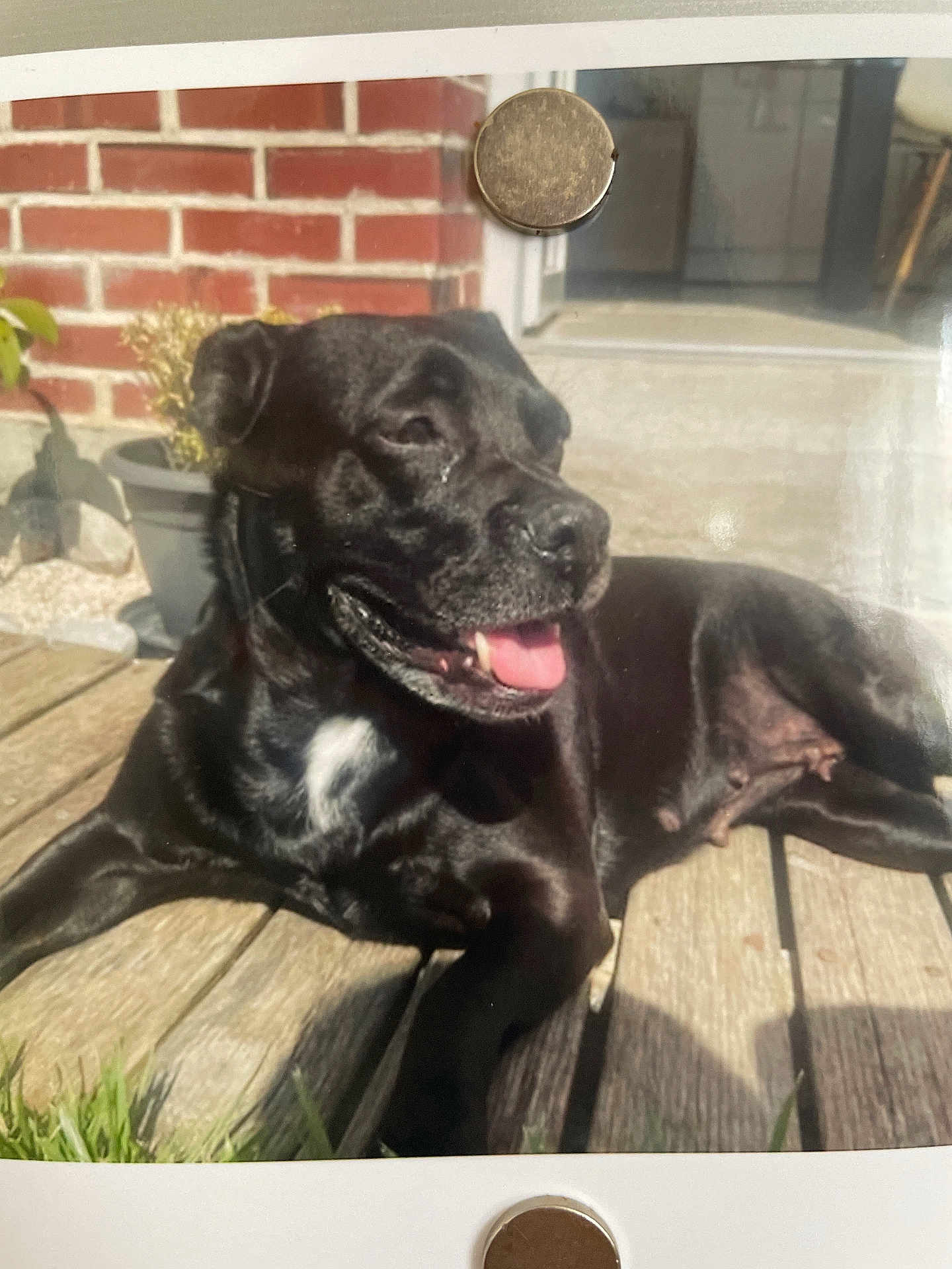 Izy participe au concours pour gagner de l'argent avec cette photo : dog, black_dog, pet, outdoor, sunlight, wooden_deck, brick_wall, plant_pot, happy, tongue_out, relaxed, animal, canine, summer, daylight, domestic_animal, fur, mammal, resting, nature