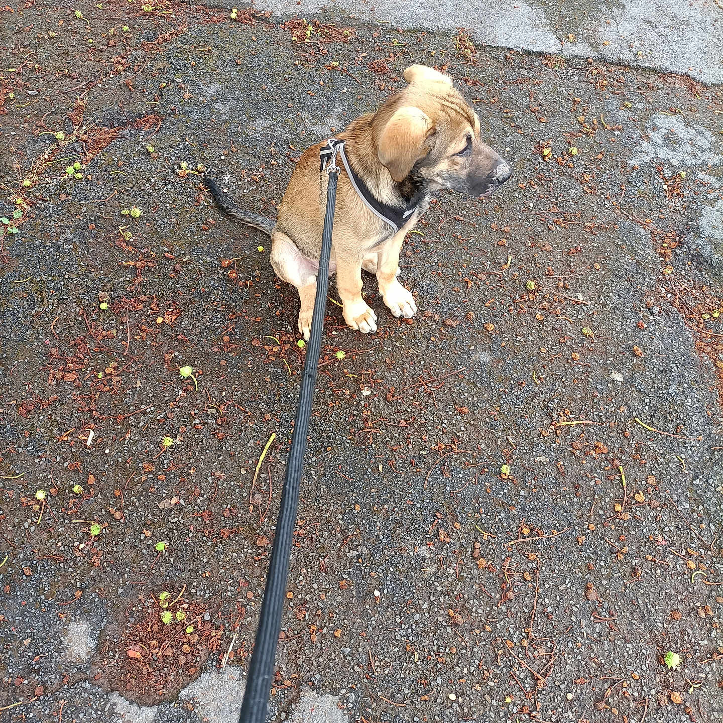 Aîko a rejoint le concours — aidez-le/la à gagner de superbes lots ! animal, asphalt, black, brown, canine, curious, cute, daylight, dog, green_fruits, ground, leash, nature, outdoor, pet, puppy, sitting, small, twigs, young