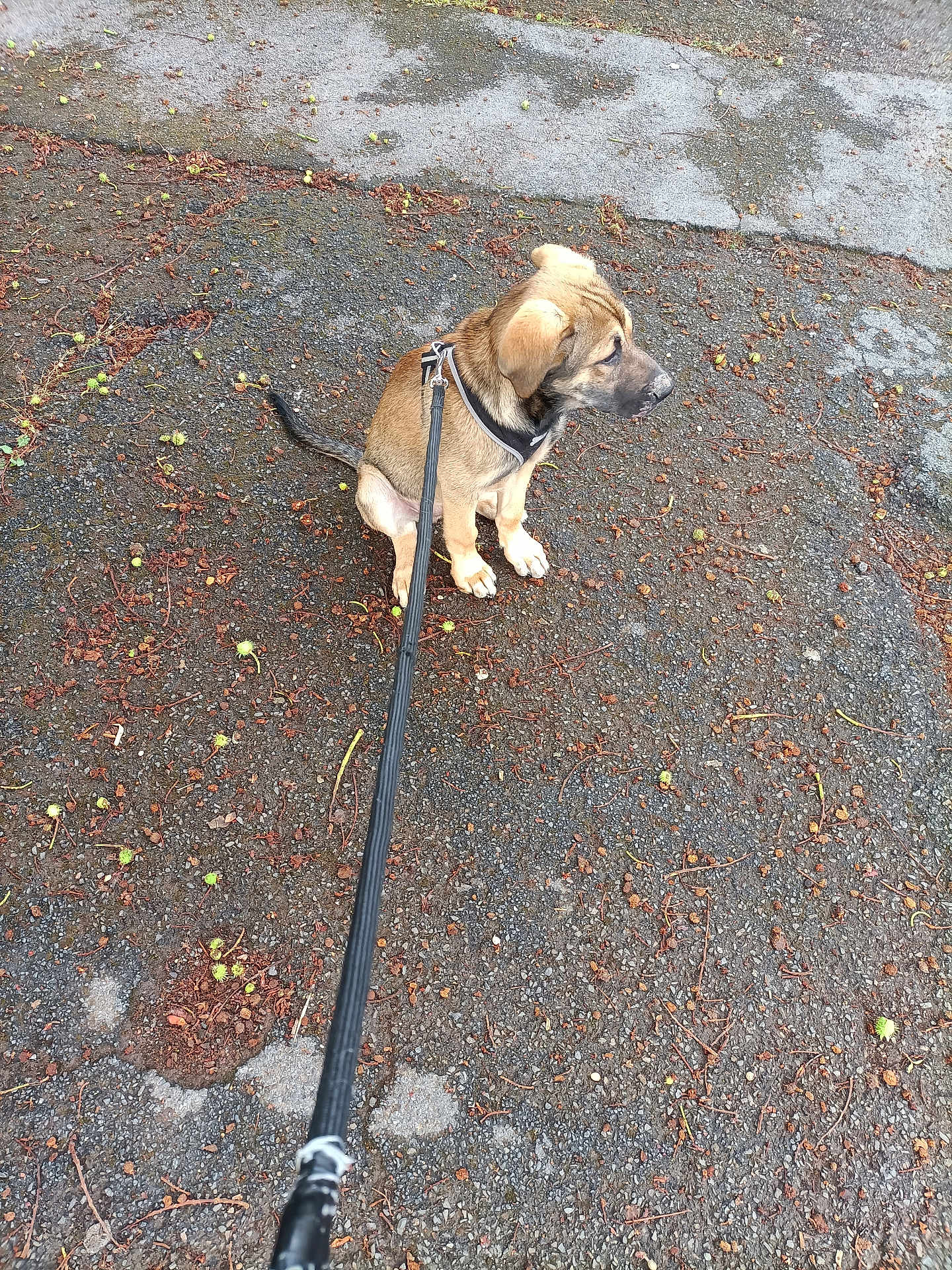 Aîko a rejoint le concours — aidez-le/la à gagner de superbes lots ! puppy, dog, leash, asphalt, outdoor, sitting, curious, brown, black, small, young, pet, nature, ground, twigs, green_fruits, daylight, canine, animal, cute