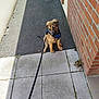 Aîko participe au concours pour gagner de l'argent avec cette photo : puppy, dog, leash, blue_harness, pavement, brick_wall, outdoor, animal, pet, young_dog, sitting, sidewalk, curious, small_dog, daylight, walk, waiting, canine, cute, brown_fur