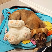 Aîko a rejoint le concours — aidez-le/la à gagner de superbes lots ! puppy, dog, sleeping, blanket, stuffed_animal, toy, floor, indoor, cozy, cute, brown_fur, animal, pet, resting, snuggling, colorful, soft, fur, young_dog, domestic_animal