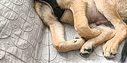 Aîko participe au concours pour gagner de l'argent avec cette photo : puppy, dog, couch, indoor, resting, fur, paws, pet, canine, harness, relaxed, animal, young, light, pattern, comfort, domestic, closeup, laying, cute