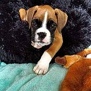 Praline a rejoint le concours — aidez-le/la à gagner de superbes lots ! puppy, dog, boxer, pet, bed, blanket, plush_toy, animal, cute, fur, paw, resting, indoor, cozy, soft, young, looking, brown, black, white
