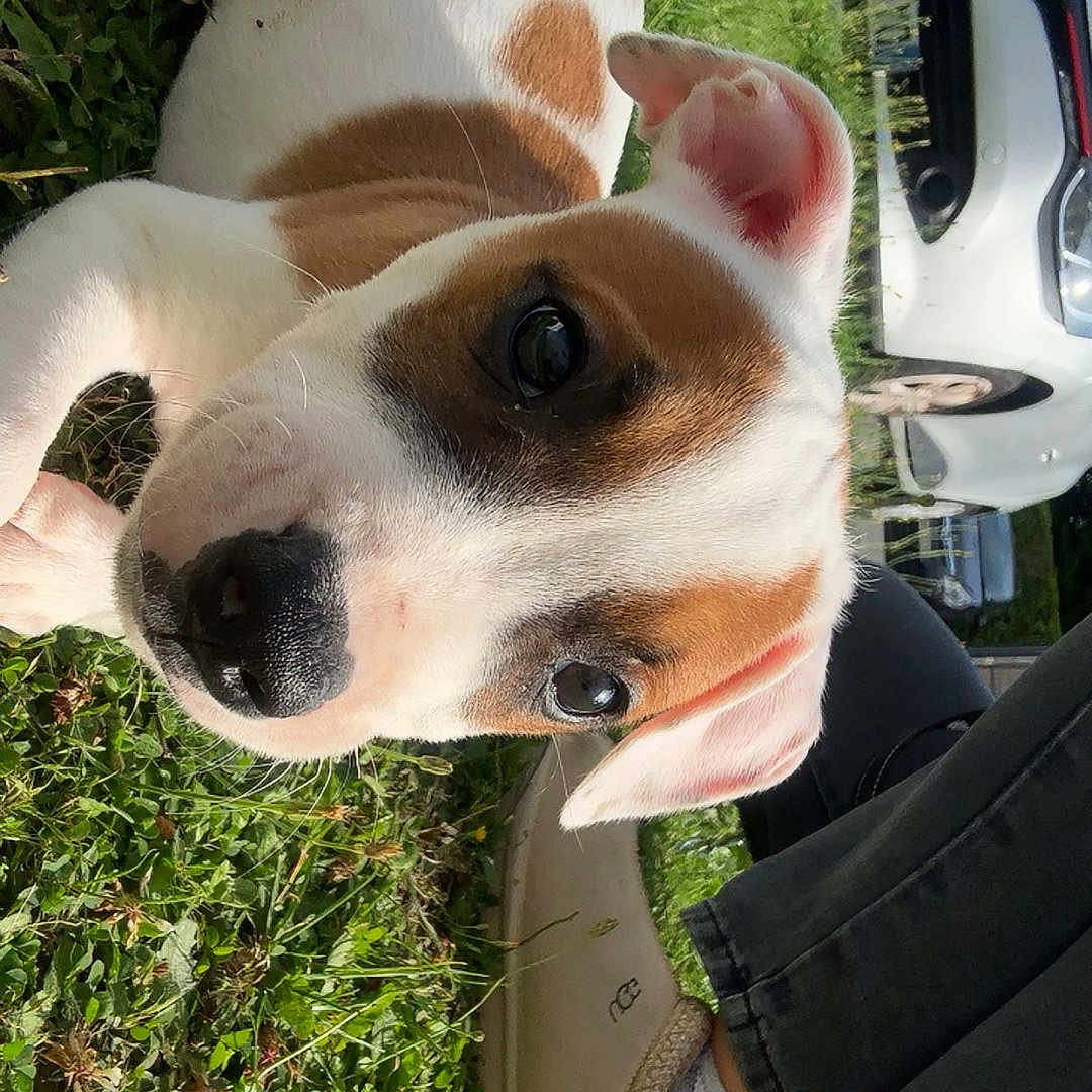 Amon a rejoint le concours — aidez-le/la à gagner de superbes lots ! animal, brown, car, casual, closeup, curious, cute, dog, footwear, grass, jeans, nature, outdoor, patches, person, pet, puppy, shoe, sunlight, white