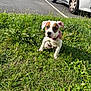 Amon participe au concours pour gagner de l'argent avec cette photo : puppy, dog, grass, greenery, outdoor, parking_lot, car, pet, young_dog, collar, curious, cute, animal, nature, sunlight, sitting, small_dog, white_and_brown, playful, daytime