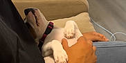 Amon a rejoint le concours — aidez-le/la à gagner de superbes lots ! puppy, dog, person, hand, couch, indoor, relaxed, pet, belly_rub, casual, black_shirt, jeans, collar, floor, remote_control, bag, white_wall, door, power_outlet, living_room