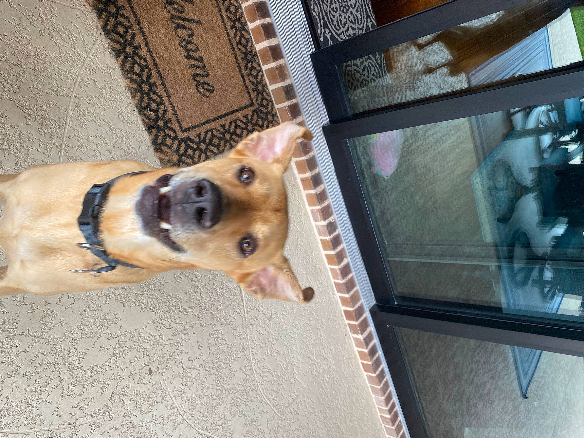 Diesel joined the competition — help win amazing prizes! canidae, carnivore, collar, companion_dog, dog, dog_breed, dog_supply, fawn, flooring, fur, metal, non_sporting_group, pet_supply, snout, sporting_group, wood, working_animal