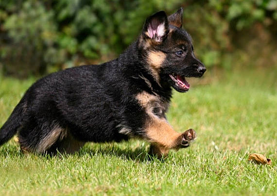 Bella joined the competition — help win amazing prizes! australian_kelpie, bohemian_shepherd, canidae, carnivore, dog, dog_breed, east_european_shepherd, german_shepherd_dog, herding_dog, king_shepherd, kunming_wolfdog, mammal, old_german_shepherd_dog, police_dog, puppy, rare_breed_dog, shiloh_shepherd_dog, vertebrate, working_dog