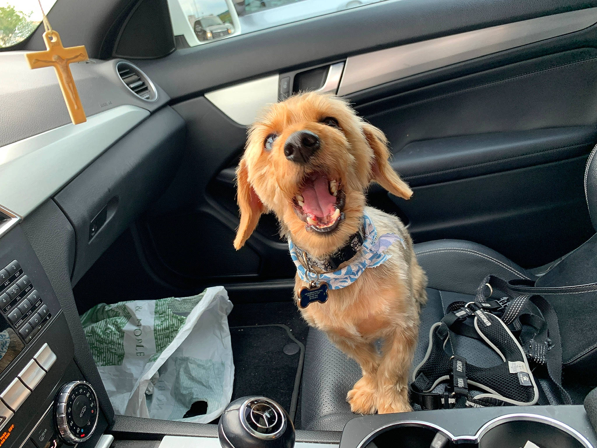 Milo joined the competition — help win amazing prizes! automotive_window_part, canidae, car, car_seat, carnivore, companion_dog, dog, dog_breed, driving, puppy, puppy_love, sporting_group, vehicle, vehicle_door, windshield