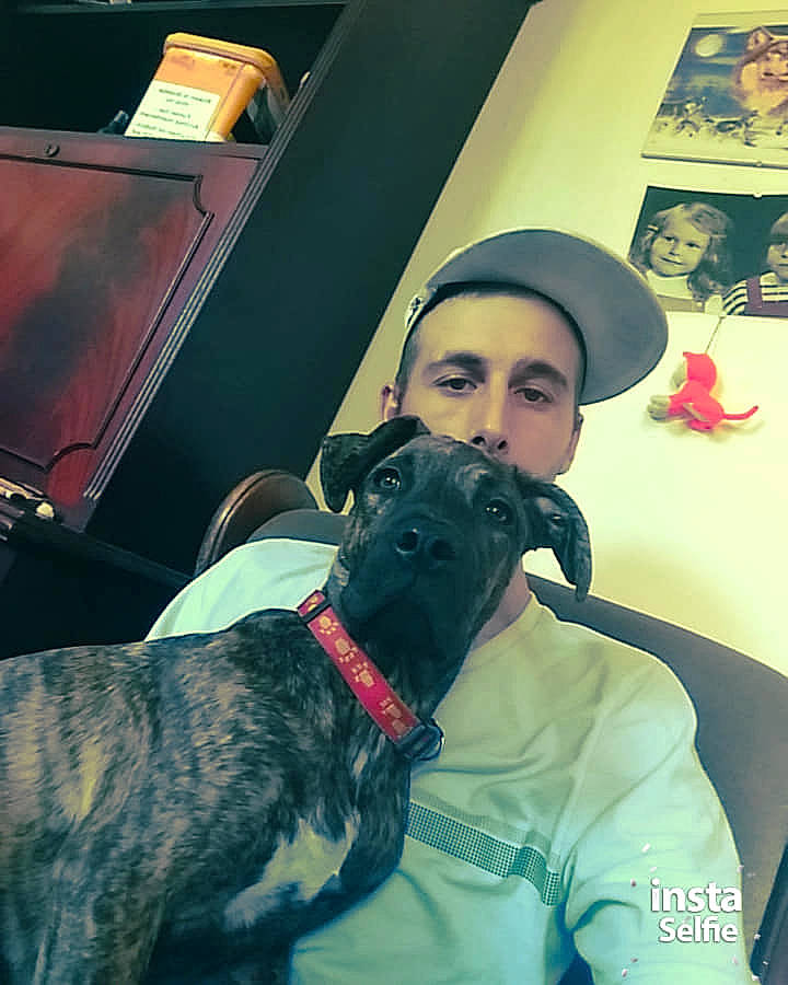 Busy a rejoint le concours — aidez-le/la à gagner de superbes lots ! cool, dog, dog_breed, dog_like_mammal, greyhound, italian_greyhound, person, snout