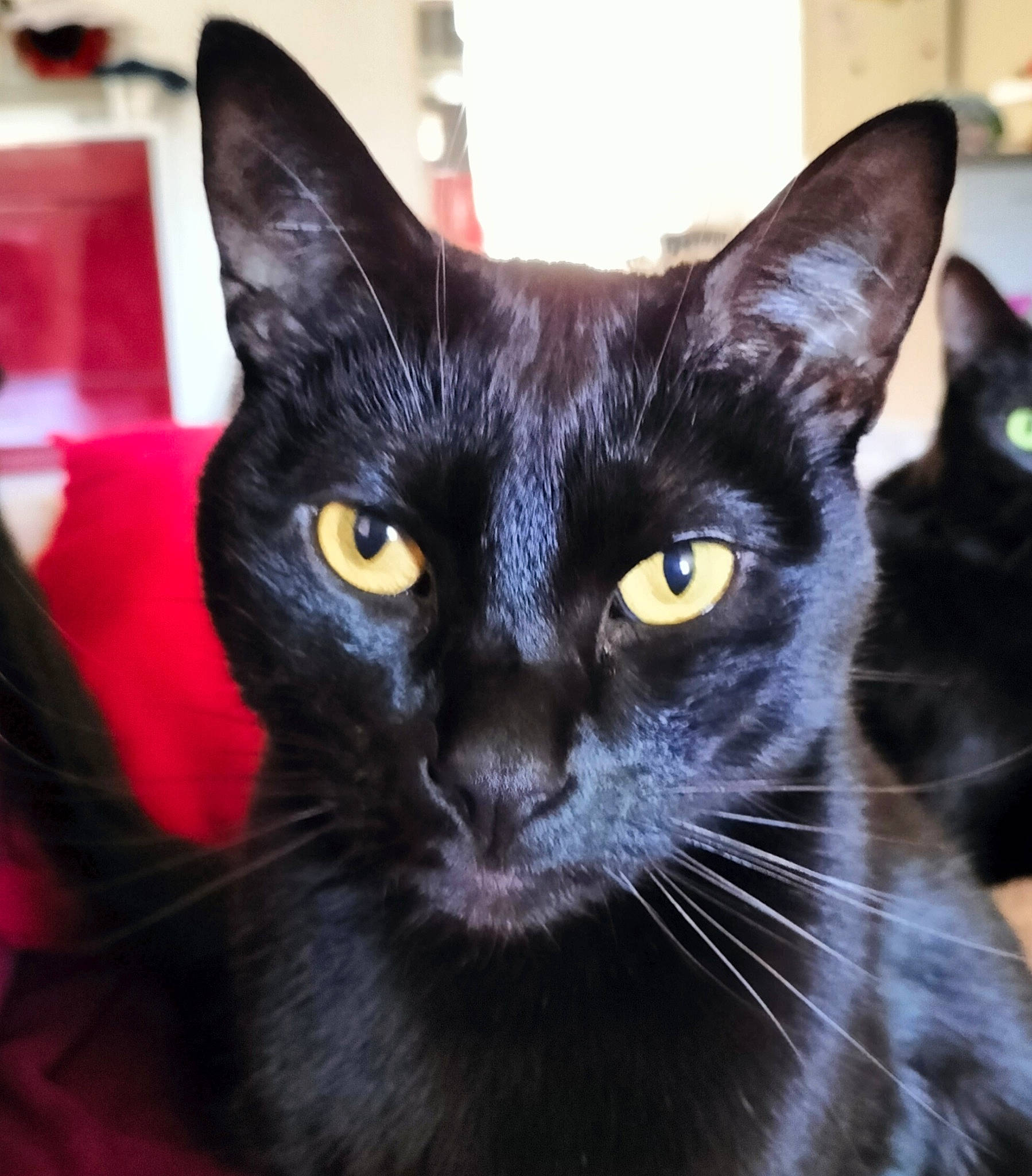 Papyrus participe au concours pour gagner de l'argent avec cette photo : black_cat, bombay, carnivore, cat, close_up, domestic_short_haired_cat, felidae, fur, iris, small_to_medium_sized_cats, terrestrial_animal, whiskers