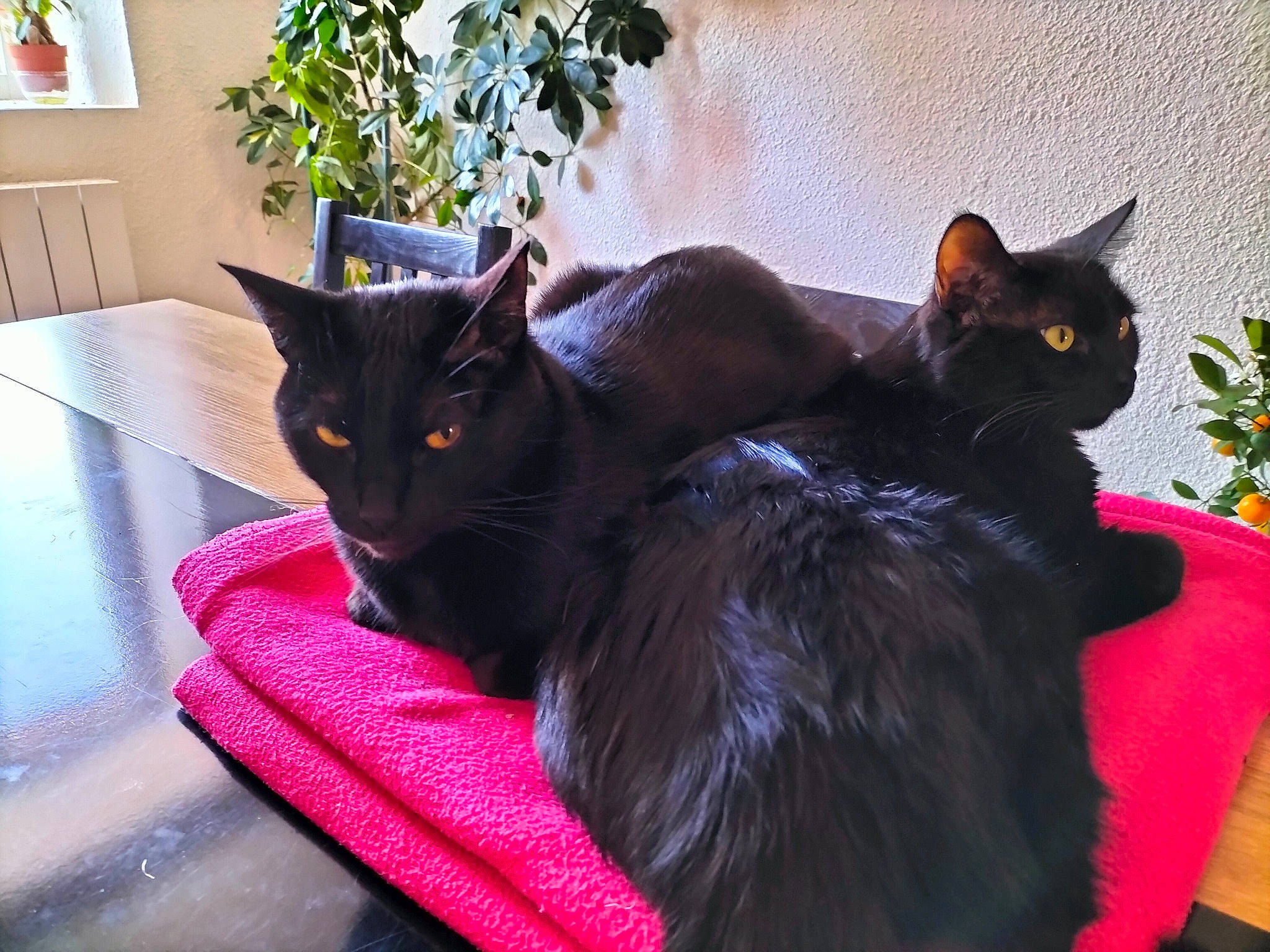 Papyrus participe au concours pour gagner de l'argent avec cette photo : black_cat, bombay, carnivore, cat, chair, claw, comfort, domestic_short_haired_cat, felidae, flowerpot, fur, havana_brown, houseplant, mammal, plant, small_to_medium_sized_cats, tail, vertebrate, whiskers, window