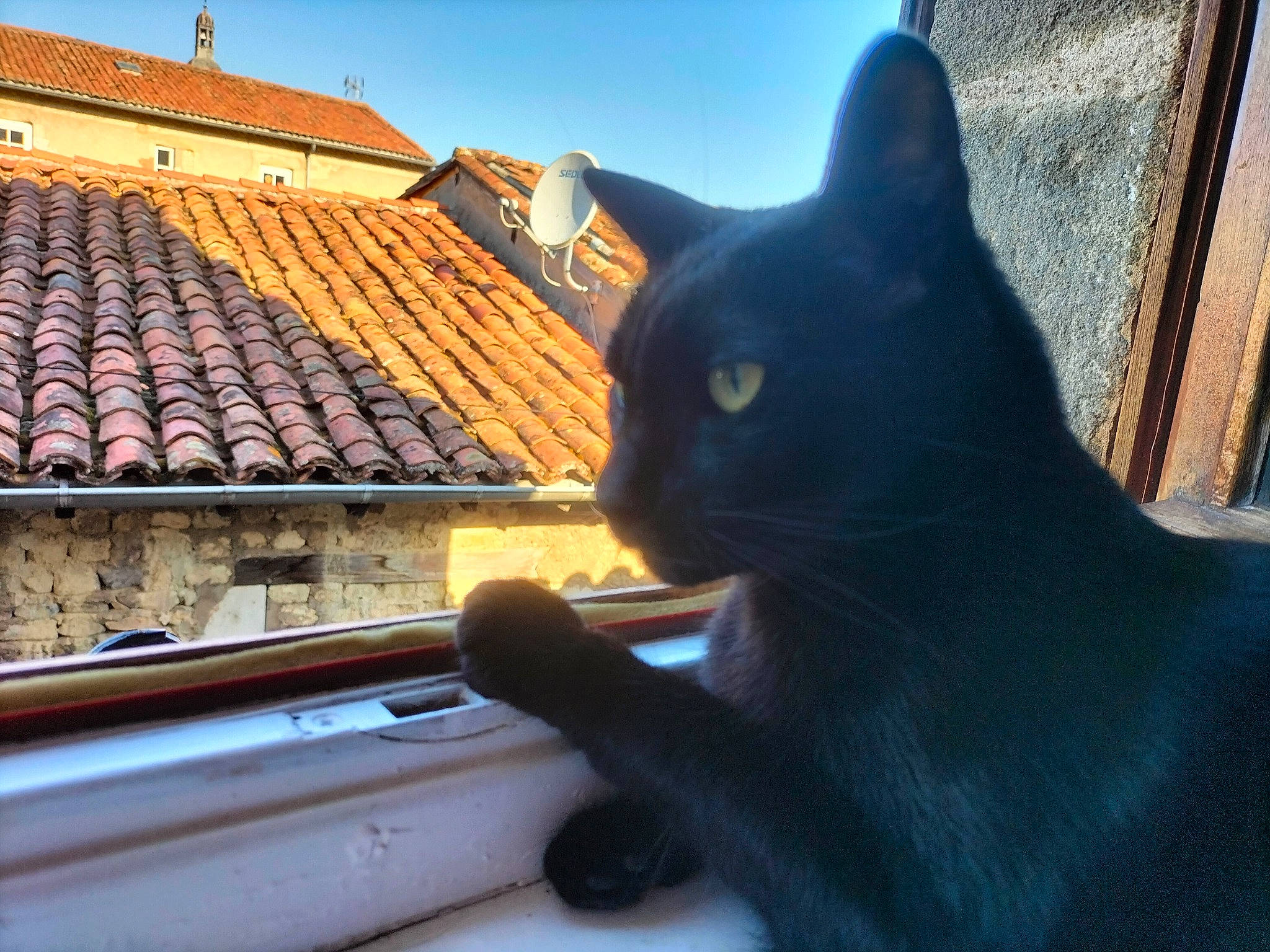 Papyrus participe au concours pour gagner de l'argent avec cette photo : beauty, bombay, building, carnivore, cat, domestic_short_haired_cat, facade, felidae, house, plant, roof, sky, small_to_medium_sized_cats, snout, symmetry, tail, tints_and_shades, whiskers, window, wood