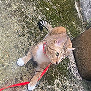 Aress a rejoint le concours — aidez-le/la à gagner de superbes lots ! alert, animal, cat, closeup, curious, feline, mossy_ground, nature, outdoor, paw, pet, playful, red_collar, red_leash, resting, side_view, tabby, texture, white_paws, young_cat