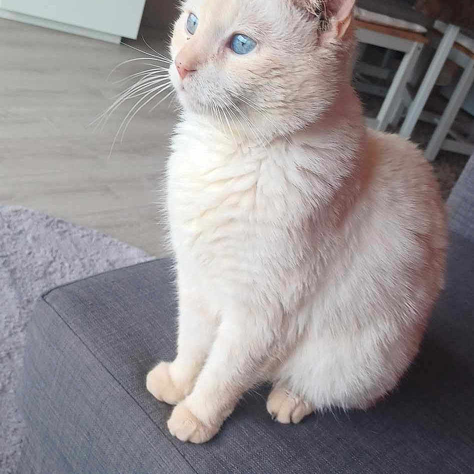 Kenzo participe au concours pour gagner de l'argent avec cette photo : angora, animal, cat, computerhardware, electronics, furniture, hardware, indoors, jar, kitten, manx, monitor, pet, plant, planter, pottedplant, pottery, screen, siamese, table
