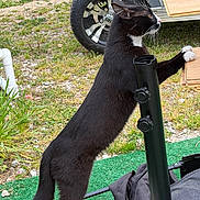 Otis joined the competition — help win amazing prizes! cat, black_and_white, outdoor, grass, tire, vehicle, wood, metal_pole, cushions, stretching, paws, side_view, curious, animal, nature, ground, rocky, greenery, pet, feline
