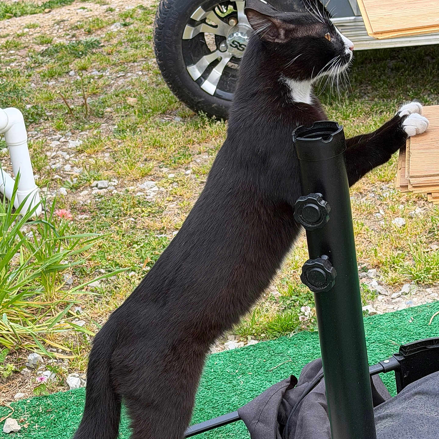 Otis joined the competition — help win amazing prizes! cat, black_and_white, outdoor, grass, tire, vehicle, wood, metal_pole, cushions, stretching, paws, side_view, curious, animal, nature, ground, rocky, greenery, pet, feline