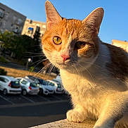 Nugget participe au concours pour gagner de l'argent avec cette photo : cat, orange_cat, white_cat, animal, pet, feline, close_up, portrait, face, whiskers, ears, eyes, paws, fur, outdoor, sunlight, blue_sky, parking_lot, cars, buildings