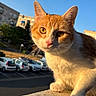 cat, orange_cat, white_cat, animal, pet, feline, close_up, portrait, face, whiskers, ears, eyes, paws, fur, outdoor, sunlight, blue_sky, parking_lot, cars, buildings