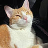 Nugget participe au concours pour gagner de l'argent avec cette photo : cat, orange_cat, white_cat, tabby, pet, animal, feline, whiskers, ears, eyes, nose, paws, fur, sleepy, relaxed, sitting, car_interior, seat, close_up, portrait