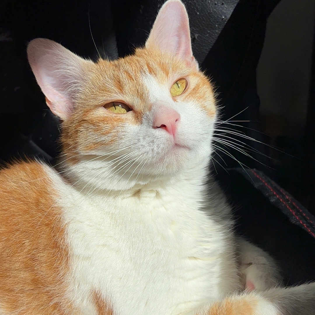 Nugget participe au concours pour gagner de l'argent avec cette photo : cat, orange_cat, white_cat, tabby, pet, animal, feline, whiskers, ears, eyes, nose, paws, fur, sleepy, relaxed, sitting, car_interior, seat, close_up, portrait
