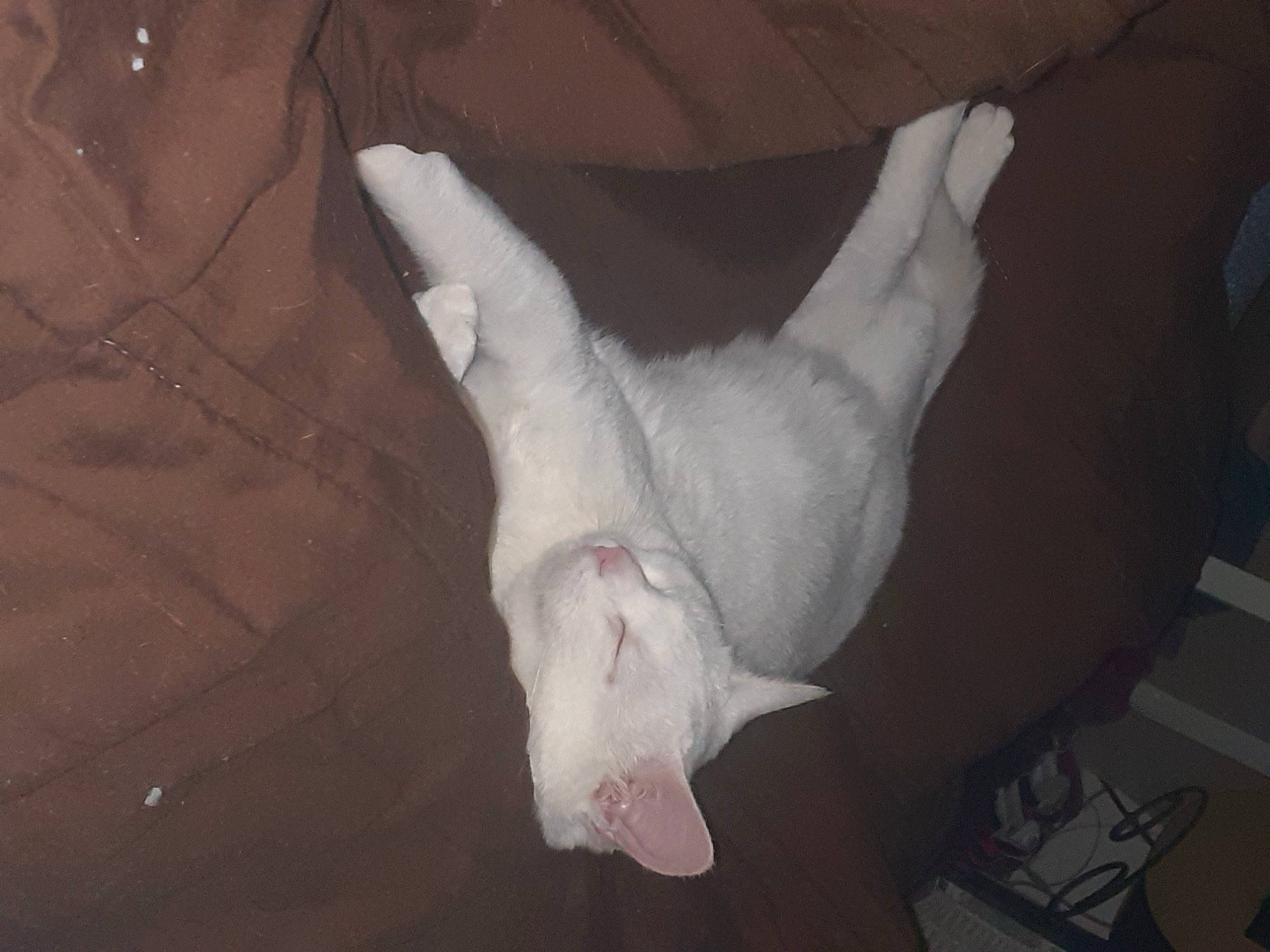 Nougat participe au concours pour gagner de l'argent avec cette photo : carnivore, cat, comfort, companion_dog, darkness, dog_breed, fawn, felidae, foot, fur, gesture, grey, paw, room, small_to_medium_sized_cats, snout, sporting_group, tail, whiskers, wing