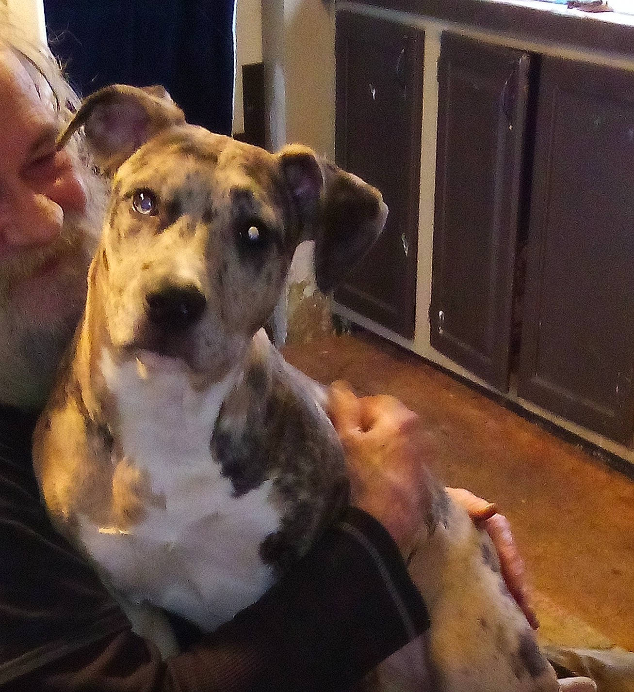 Nova is registered to the contest to win money with this photo: cabinetry, carnivore, collar, companion_dog, cupboard, dog, dog_breed, dog_collar, door, fur, guard_dog, hardwood, non_sporting_group, pet_supply, whiskers, wood, working_animal, working_dog