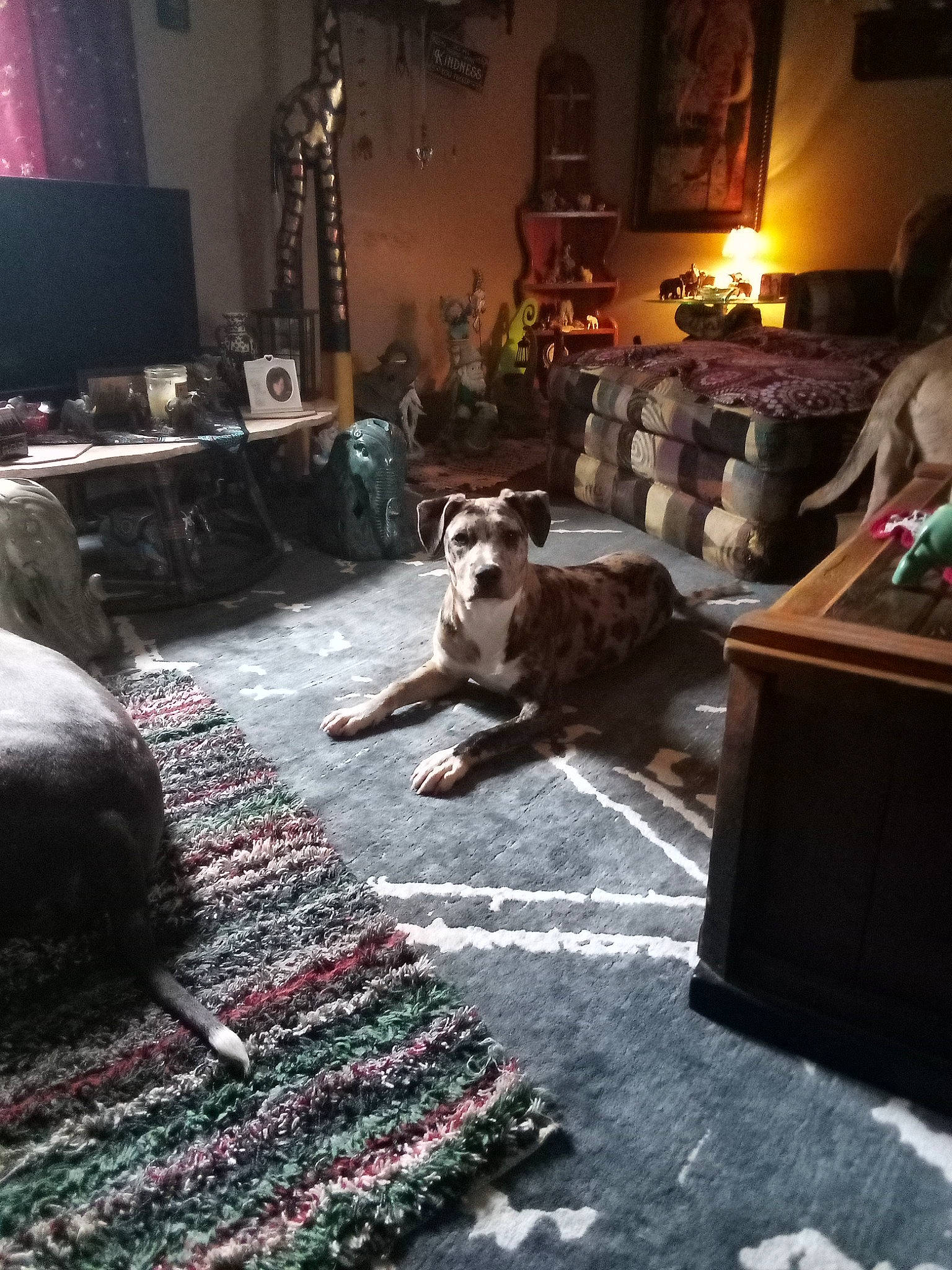 Nova joined the competition — help win amazing prizes! building, chair, companion_dog, couch, dog, event, floor, flooring, furniture, grey, house, houseplant, interior_design, living_room, picture_frame, plant, room, table, tree, wood