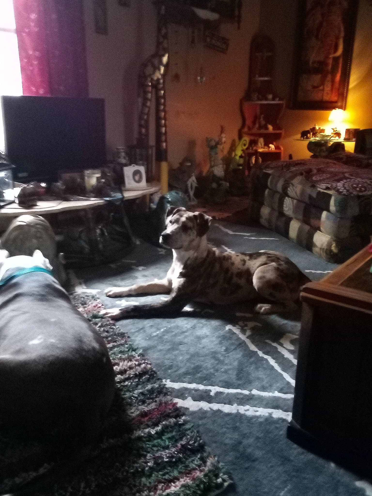 Nova joined the competition — help win amazing prizes! black, building, carnivore, comfort, companion_dog, couch, darkness, dog, dog_breed, felidae, floor, flooring, grey, hardwood, lamp, living_room, picture_frame, small_to_medium_sized_cats, whiskers, wood