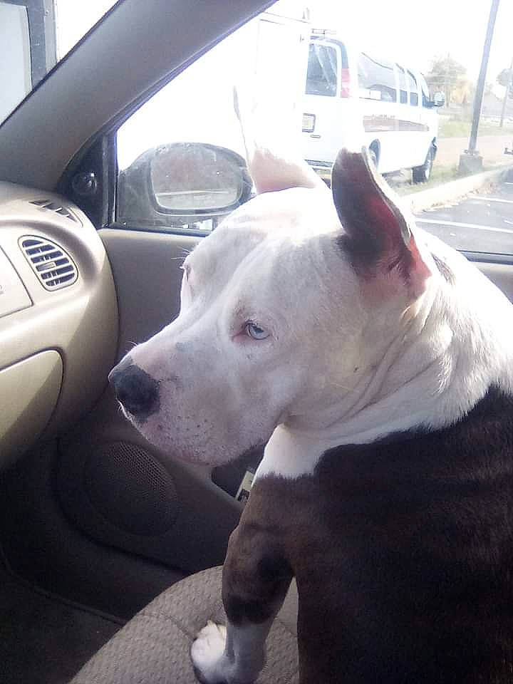 Hoss is registered to the contest to win money with this photo: automotive_exterior, car, carnivore, collar, companion_dog, dog, dog_breed, fawn, hood, metal, personal_luxury_car, snout, steering_wheel, tire, vehicle, vehicle_door, wheel, window, windshield, working_animal