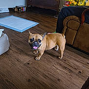 Poptart joined the competition — help win amazing prizes! brown, christmas_tree, couch, cozy, decorations, dog, dog_bed, dressing_table, french_bulldog, furniture, happy, indoor, lights, living_room, pee_pad, pet, small_tree, smiling, tongue_out, wooden_floor