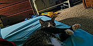 Boss joined the competition — help win amazing prizes! bed, blue_bedsheet, carpet, cat, cozy, dresser, feline, furniture, household, indoor, living_room, paw, pet, relaxing, sleepy, stretching, tabby, table, television, white_paws