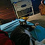 bed, blue_bedsheet, carpet, cat, cozy, dresser, feline, furniture, household, indoor, living_room, paw, pet, relaxing, sleepy, stretching, tabby, table, television, white_paws