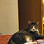 Boss is registered to the contest to win money with this photo: animal, brown, cat, cozy, curious, door, doorknob, feline, fur, home, indoor, laid_back, looking, mattress, pet, resting, tabby_cat, texture, wall, white_paws
