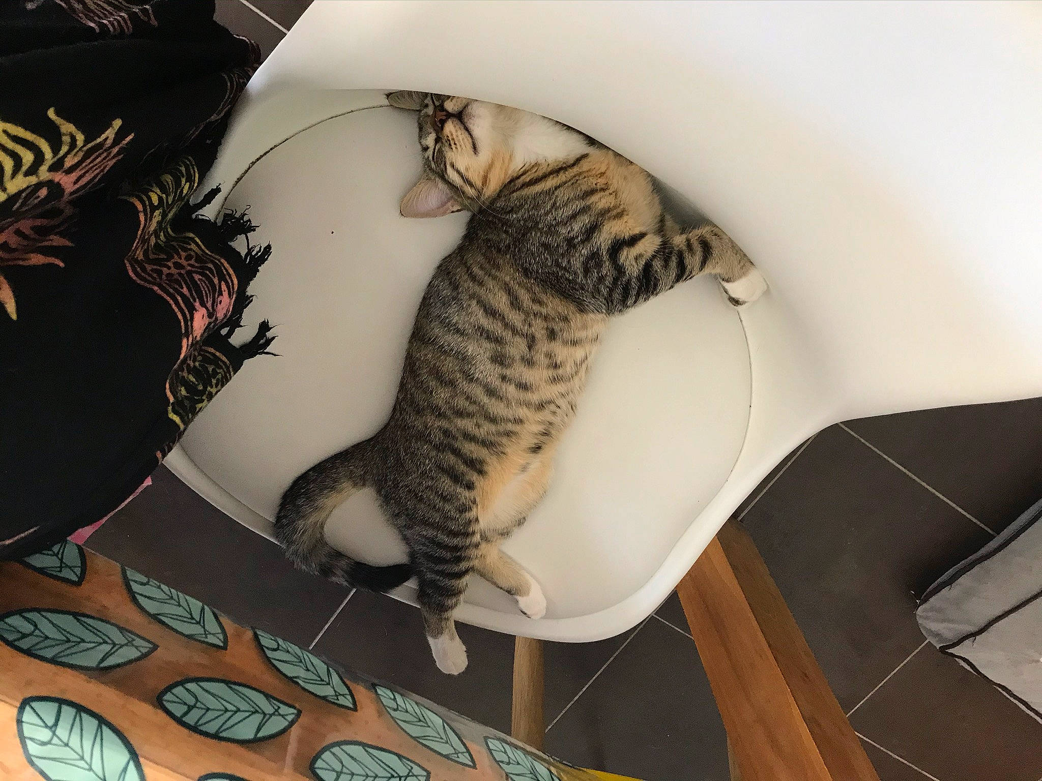 Réglisse a rejoint le concours — aidez-le/la à gagner de superbes lots ! asian, bengal, california_spangled, carnivore, cat, domestic_short_haired_cat, dragon_li, egyptian_mau, european_shorthair, felidae, kitten, mammal, ocicat, small_to_medium_sized_cats, tabby_cat, tail, whiskers