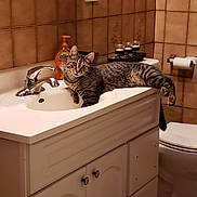 Patrick is registered to the contest to win money with this photo: cat, tabby_cat, sink, bathroom, toilet, toilet_paper, soap_dispenser, tiles, cabinet, faucet, tap, mirror, candles, relaxing, pet, indoor, curious, striped, fur, resting