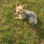 Voyou participe au concours pour gagner de l'argent avec cette photo : dog, grass, outdoor, pet, animal, canine, sunlight, small_dog, ears, fur, cute, lying_down, nature, greenery, daylight, looking_up, mammal, companion, adorable, relaxing