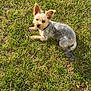 dog, grass, outdoor, pet, animal, canine, sunlight, small_dog, ears, fur, cute, lying_down, nature, greenery, daylight, looking_up, mammal, companion, adorable, relaxing
