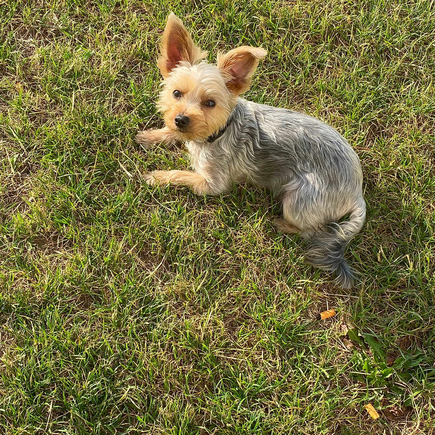 Voyou participe au concours pour gagner de l'argent avec cette photo : adorable, animal, canine, companion, cute, daylight, dog, ears, fur, grass, greenery, looking_up, lying_down, mammal, nature, outdoor, pet, relaxing, small_dog, sunlight