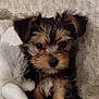 puppy, dog, cute, fluffy, small_dog, toy, stuffed_animal, indoor, pet, animal, furry, sitting, brown, black, white, face, ears, nose, texture, blanket