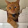 cat, ginger_cat, pet, feline, paw, collar, blue_tag, cardboard, torn_cardboard, handwriting, indoor, close_up, face, whiskers, ears, fur, curious, animal, domestic, resting