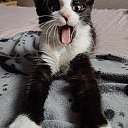 Nala participe au concours pour gagner de l'argent avec cette photo : kitten, cat, black_and_white, stretching, paws, whiskers, mouth_open, blanket, paw_prints, indoor, cute, furry, pet, animal, young, playful, fur, face, ears, wide_eyes