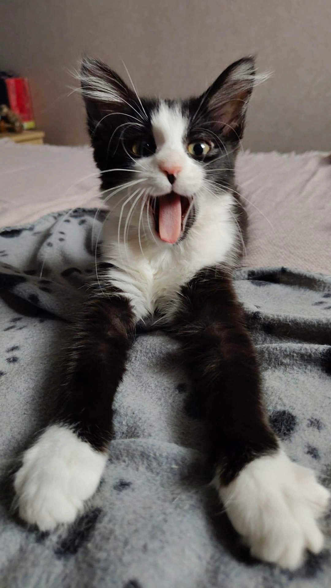 Nala participe au concours pour gagner de l'argent avec cette photo : kitten, cat, black_and_white, stretching, paws, whiskers, mouth_open, blanket, paw_prints, indoor, cute, furry, pet, animal, young, playful, fur, face, ears, wide_eyes