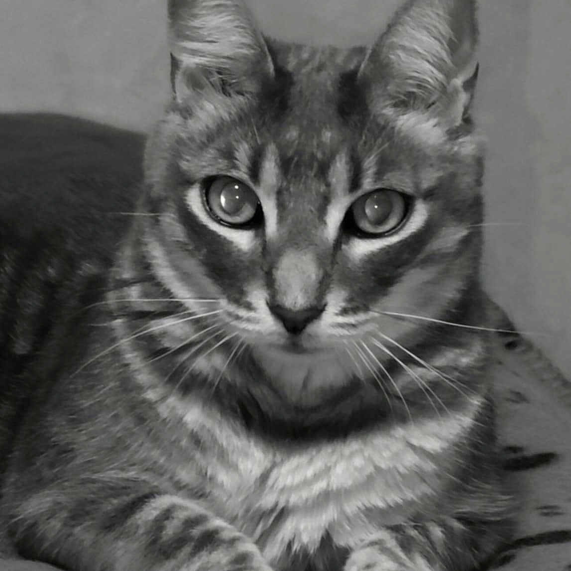 Tigrou a rejoint le concours — aidez-le/la à gagner de superbes lots ! abyssinian, angora, animal, art, cat, drawing, egyptiancat, gray, kitten, manx, pet