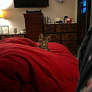 Zippy is registered to the contest to win money with this photo: kitten, cat, bedroom, blanket, red, furniture, lamp, fan, tv, drawer, wooden, cozy, indoor, pet, cute, curious, resting, comfort, warm, night