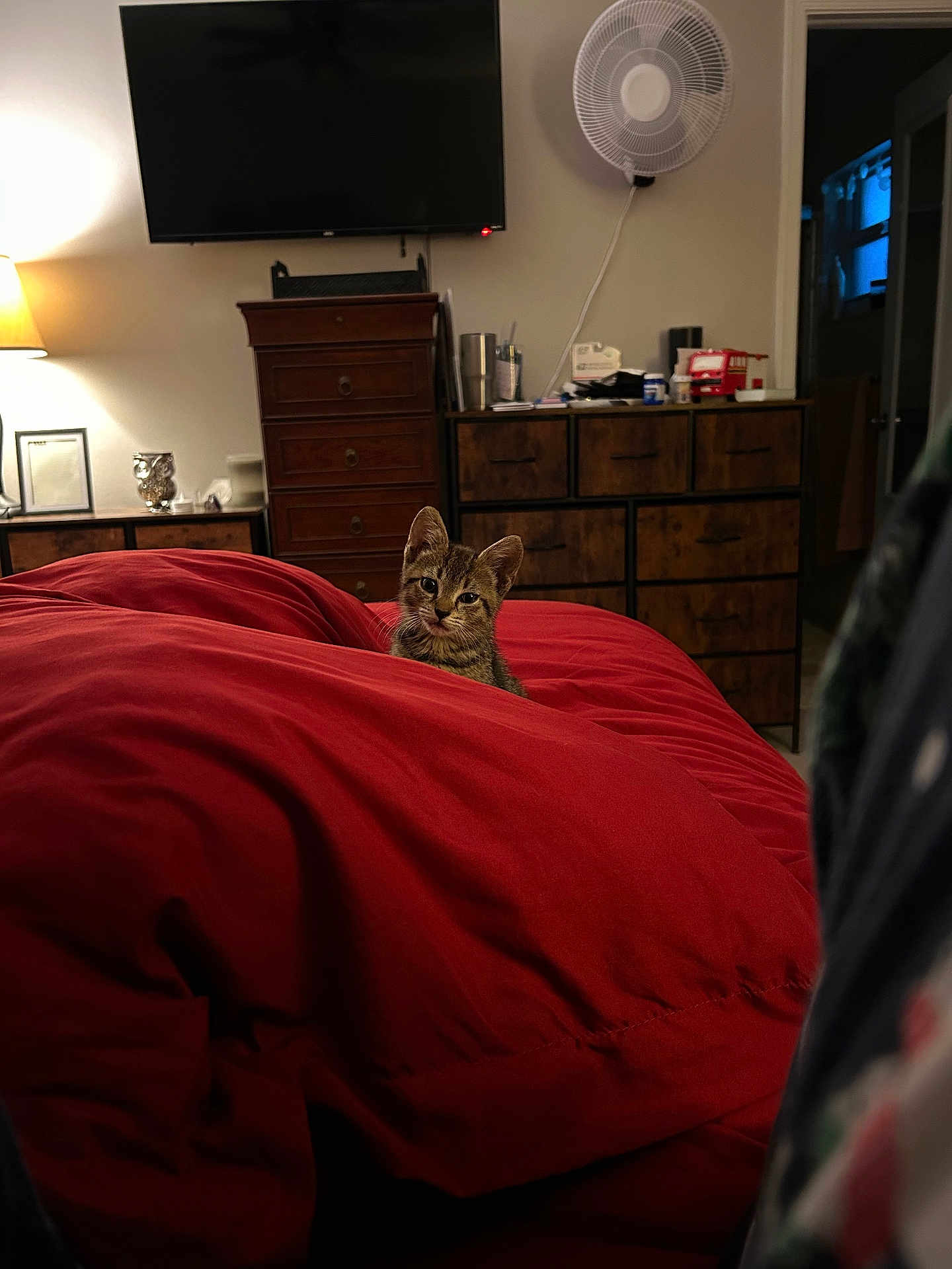 Zippy is registered to the contest to win money with this photo: kitten, cat, bedroom, blanket, red, furniture, lamp, fan, tv, drawer, wooden, cozy, indoor, pet, cute, curious, resting, comfort, warm, night