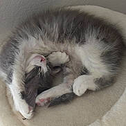 Zelda is registered to the contest to win money with this photo: kitten, cat, sleeping, curled_up, furry, pet_bed, indoor, cozy, white, gray, paw, cute, resting, animal, domestic_cat, soft, peaceful, small, adorable, napping